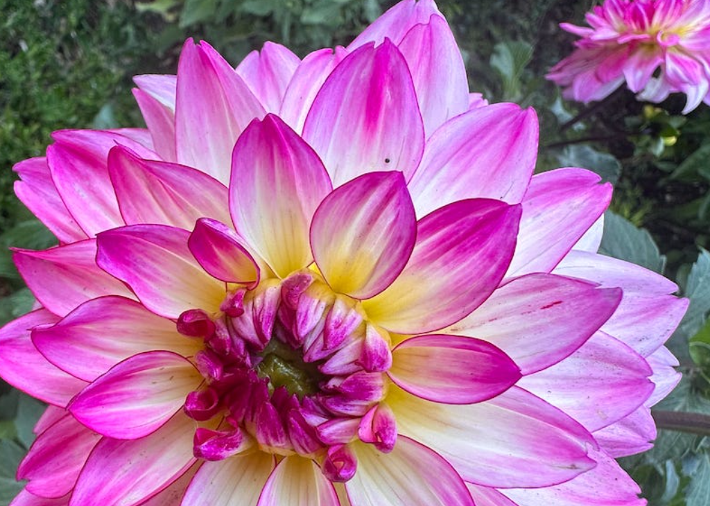 Dahlia - small
