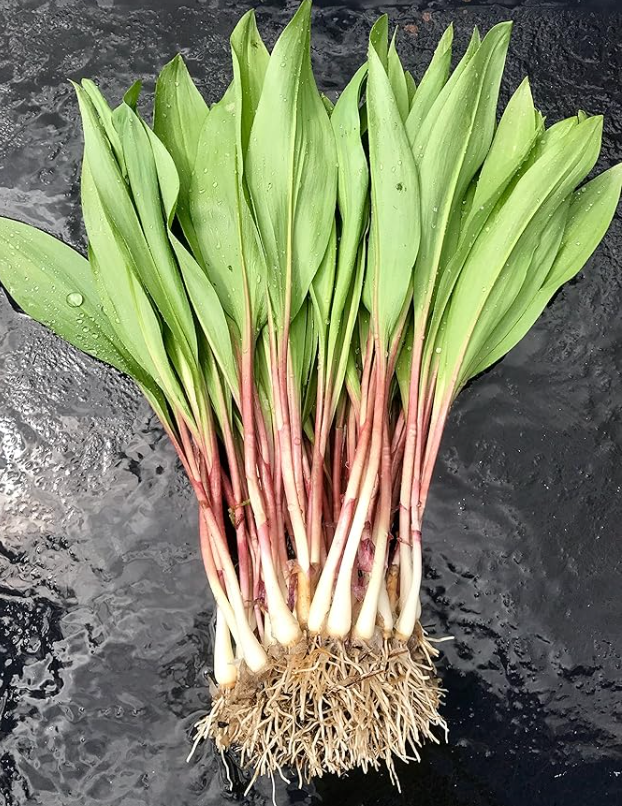 RAMPS - $9.00/bunch